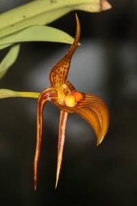 Bulbophyllum membranifolium subsp. inunctum