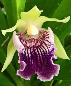 Cochleanthes flabelliformis