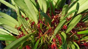 Masdevallia herradurae