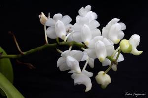 Aerides quinquevulnera