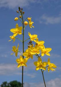 Spathoglottis affinis