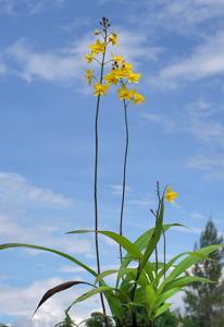 Spathoglottis affinis