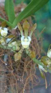 Sarcochilus dilatatus