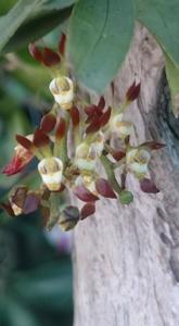 Sarcochilus dilatatus