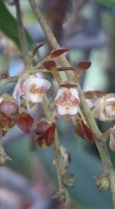 Sarcochilus dilatatus