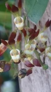 Sarcochilus dilatatus