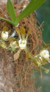 Sarcochilus dilatatus