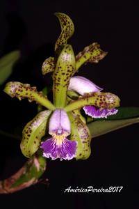 Cattleya schilleriana