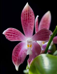 Phalaenopsis tetraspis