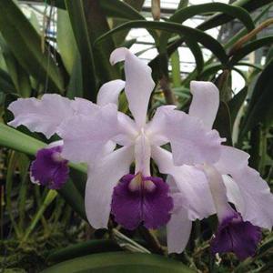 Cattleya lawrenceana