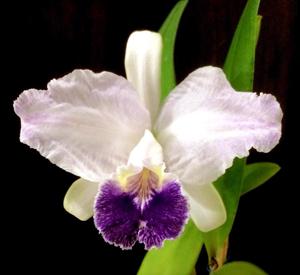 Cattleya lueddemanniana