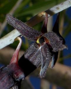 Bulbophyllum nigrescens