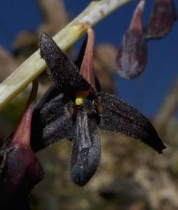 Bulbophyllum nigrescens