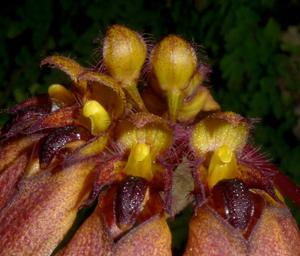 Bulbophyllum mastersianum