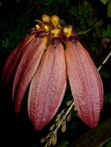 Bulbophyllum mastersianum