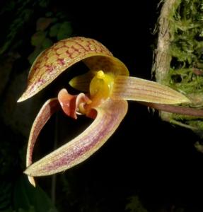 Bulbophyllum hyalosemoides