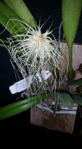 Bulbophyllum medusae