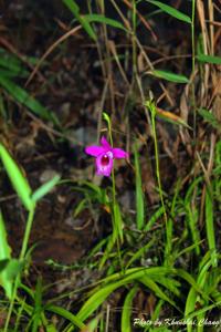 Arundina graminifolia subsp. caespitosa