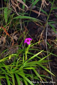 Arundina graminifolia subsp. caespitosa