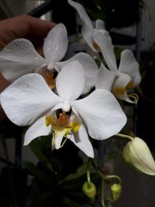 Phalaenopsis amabilis