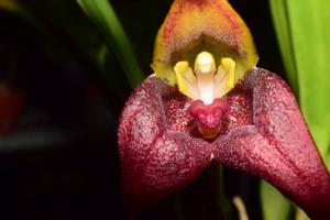 Masdevallia belua