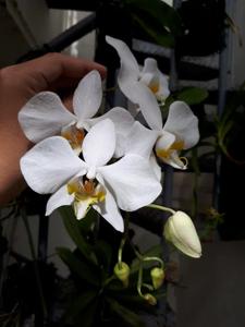 Phalaenopsis amabilis