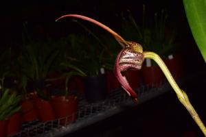 Masdevallia belua