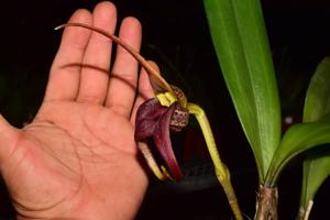 Masdevallia belua