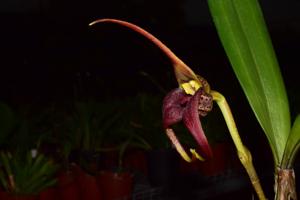 Masdevallia belua