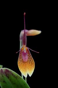 Restrepia escobariana