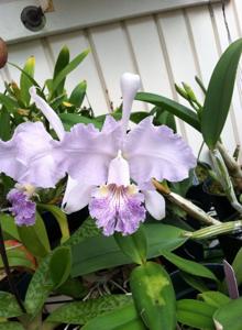 Cattleya lueddemanniana