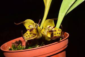 Masdevallia lappifera