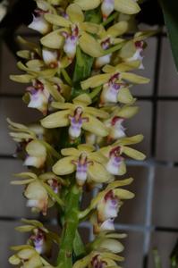 Tuberolabium quisumbingii