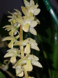 Coelogyne cobbiana