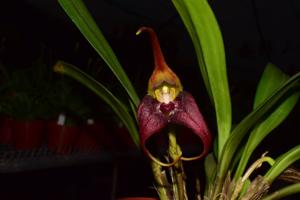 Masdevallia belua