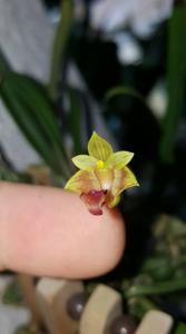 Bulbophyllum capillipes