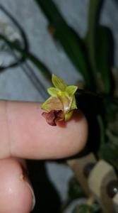 Bulbophyllum capillipes