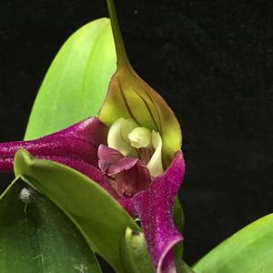 Masdevallia elegans