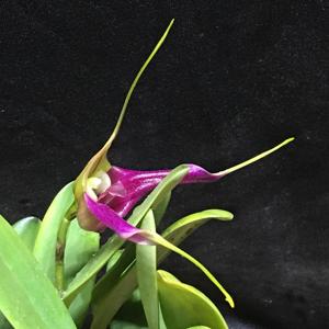 Masdevallia elegans