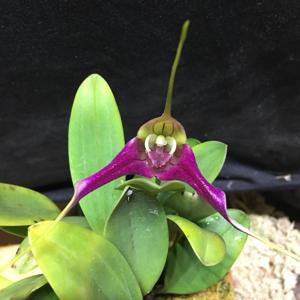 Masdevallia elegans