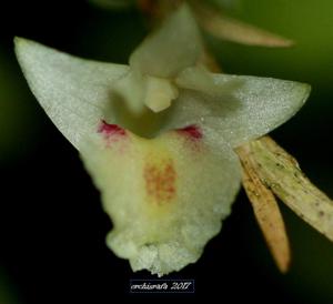 Dendrobium spatella