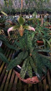 Paphiopedilum lunatum