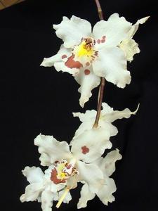 Oncidium alexandrae