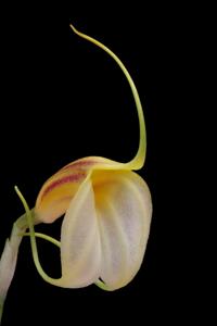 Masdevallia reichenbachiana