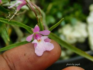 Epidendrum centropetalum