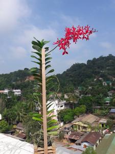 Renanthera philippinensis