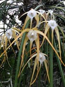 Brassavola appendiculata