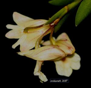 Dendrobium terminale