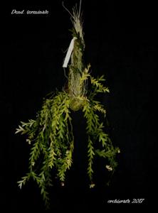 Dendrobium terminale