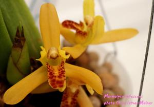 Maxillaria rufescens